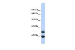 PRDM7 Rabbit anti-Human, Polyclonal, Novus Biologicals 0.1ml; Unconjugated:Antibodies,